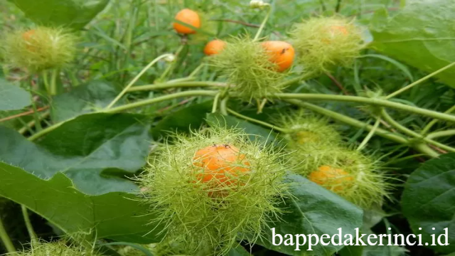 8 Manfaat Rambusa untuk Kesehatan